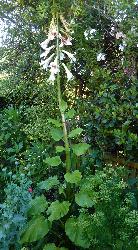 © Landcare Research 2012 